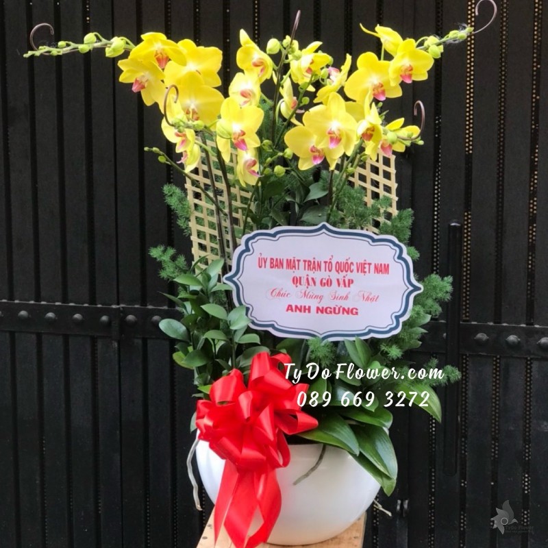 L05241516 CHẬU 5 CÀNH LAN HỒ ĐIỆP VÀNG