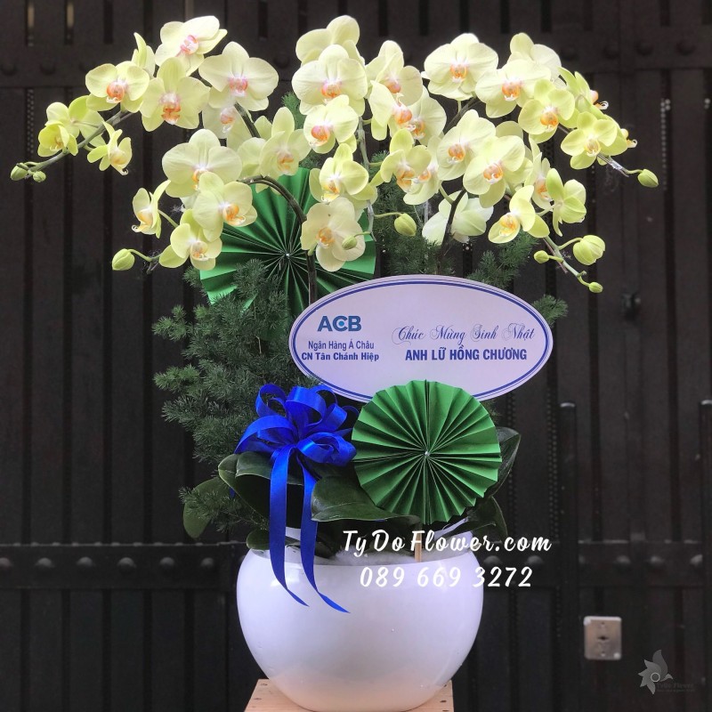 L05241517 CHẬU 5 CÀNH LAN HỒ ĐIỆP VÀNG CHANH