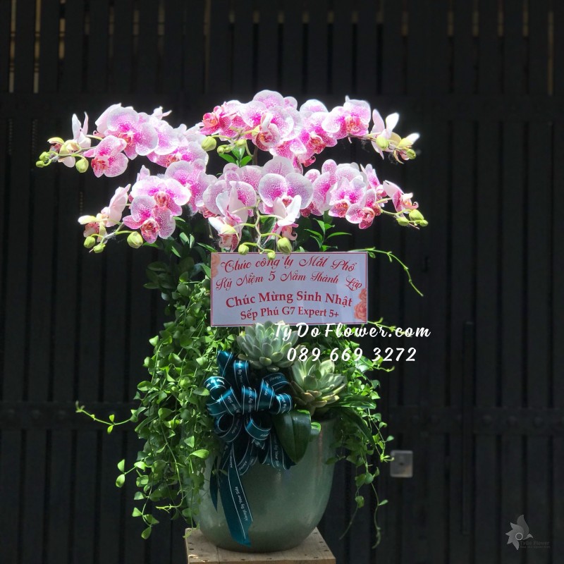 L05241537 CHẬU 6 CÀNH LAN HỒ ĐIỆP CHẤM HỒNG