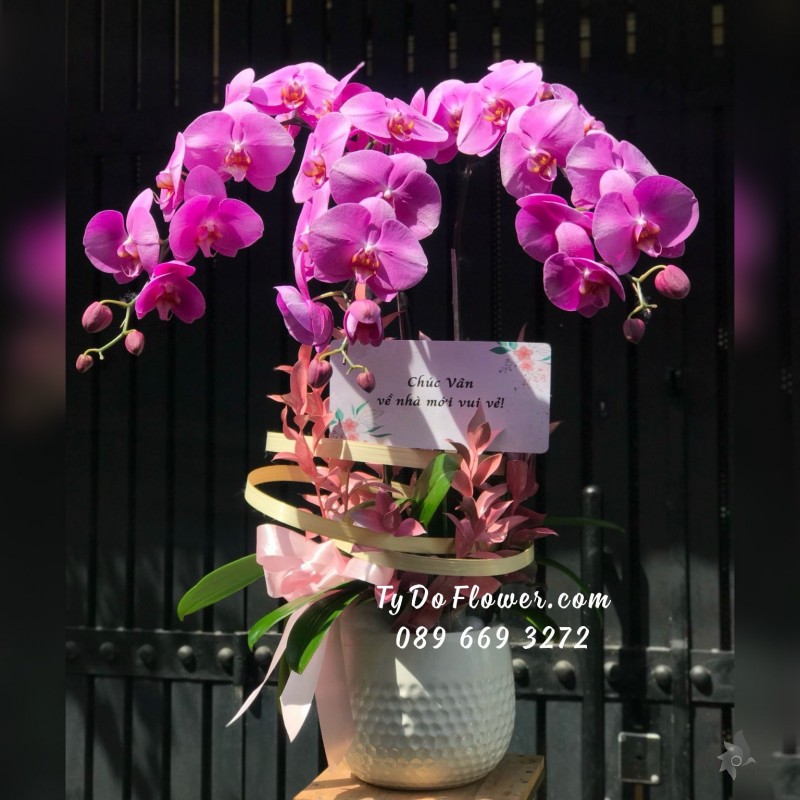 L05241590 CHẬU 3 CÀNH LAN HỒ ĐIỆP TÍM HỒNG