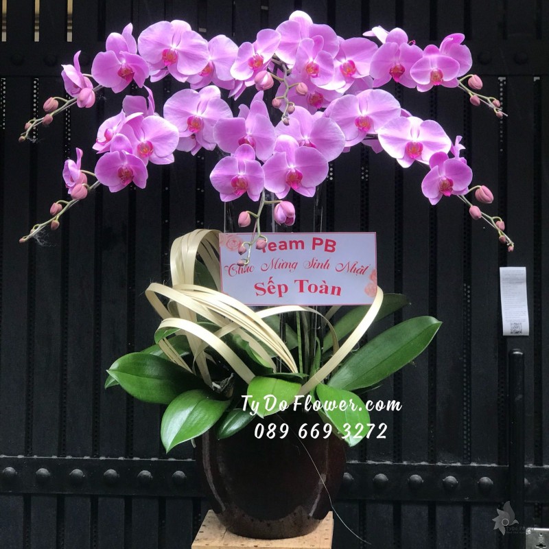 L05241596 CHẬU 6 CÀNH LAN HỒ ĐIỆP TÍM HỒNG Chúc Mừng Sinh Nhật Sếp