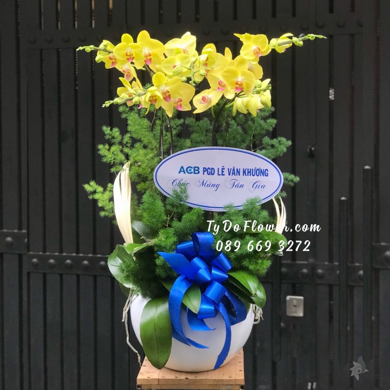 L05241604 CHẬU 6 CÀNH LAN HỒ ĐIỆP VÀNG Chúc Mừng Tân Gia