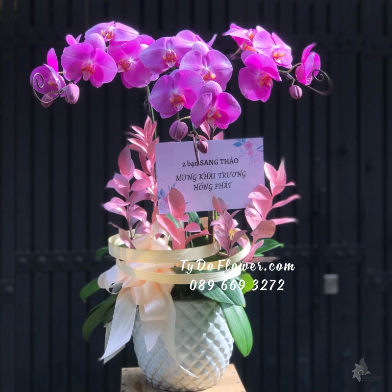 L06241644 CHẬU 3 CÀNH LAN HỒ ĐIỆP TÍM HỒNG Chúc Mừng Khai Trương Hồng Phát