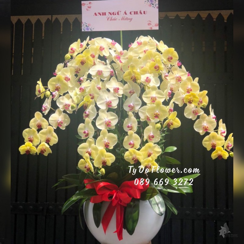 L06241653 CHẬU 12 CÀNH LAN HỒ ĐIỆP VÀNG Hoa Chúc Mừng