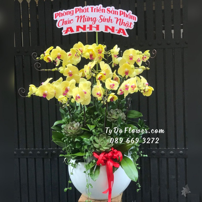 L07241687 CHẬU 12 CÀNH LAN HỒ ĐIỆP VÀNG Hoa Chúc Mừng Sinh Nhật thiết kế cùng Hoa Sen Đá