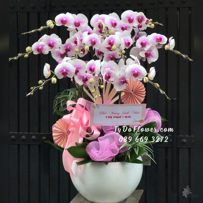L12242170 CHẬU 10 CÀNH LAN HỒ ĐIỆP TRẮNG NHUỴ TÍM Hoa Chúc Mừng Sinh Nhật