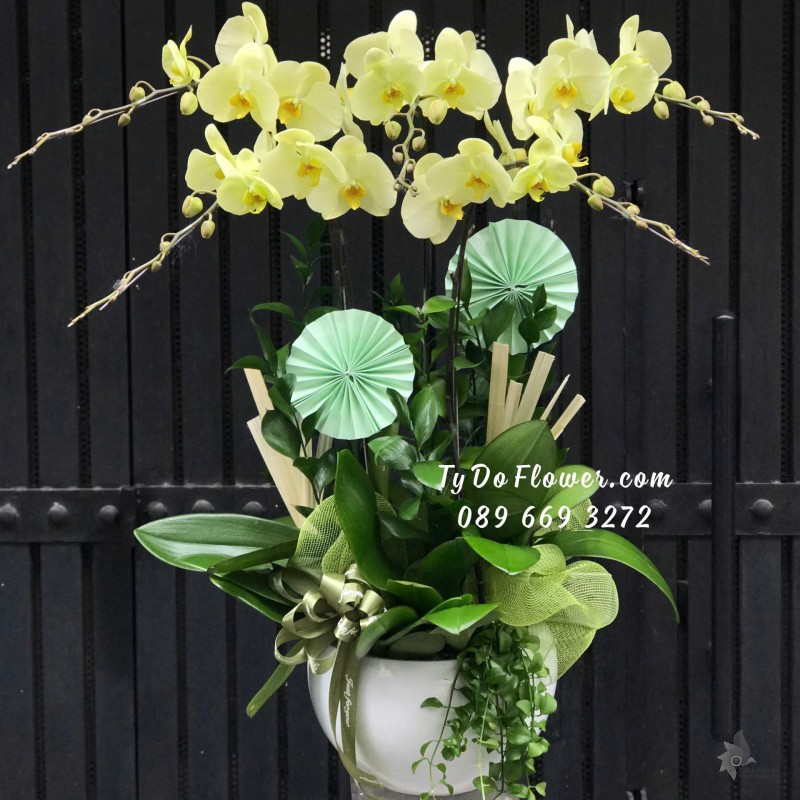 L12242171 CHẬU 05 CÀNH LAN HỒ ĐIỆP VÀNG CHANH Hoa Chúc Mừng