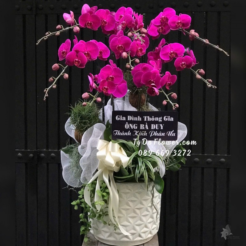 L12242178 CHẬU 08 CÀNH LAN HỒ ĐIỆP TÍM HỒNG ĐẬM Thiết kế trang trí đặc biệt