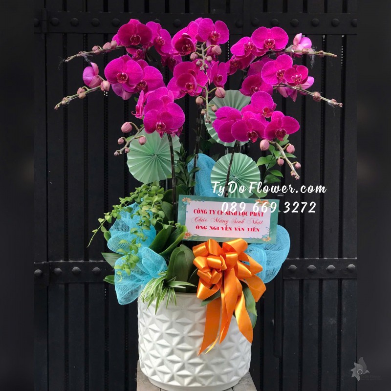 L12242179 CHẬU 08 CÀNH LAN HỒ ĐIỆP TÍM HỒNG ĐẬM Thiết kế trang trí cơ bản