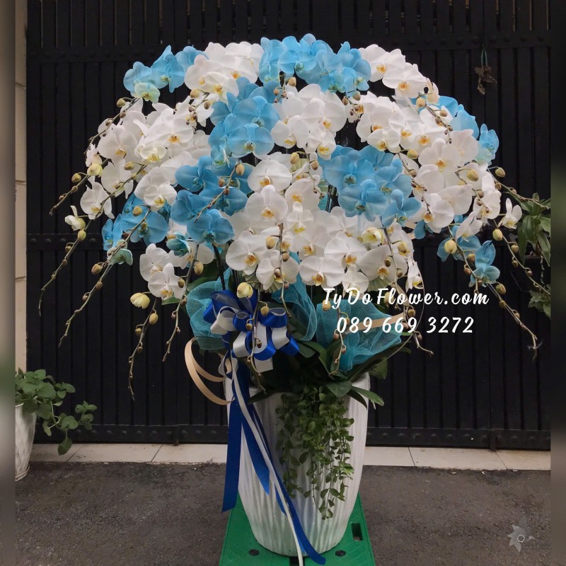 L12242191 CHẬU 25 CÀNH LAN HỒ ĐIỆP TRẮNG XANH DƯƠNG Hoa Chúc Mừng