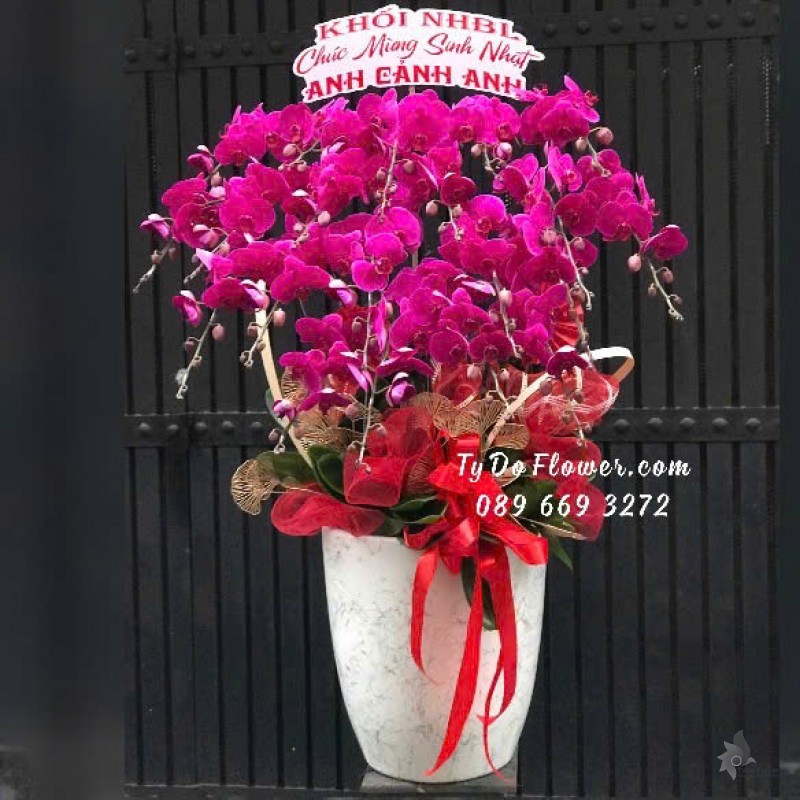 L12242192 CHẬU 20 CÀNH LAN HỒ ĐIỆP TÍM Hoa Chúc Mừng Sinh Nhật