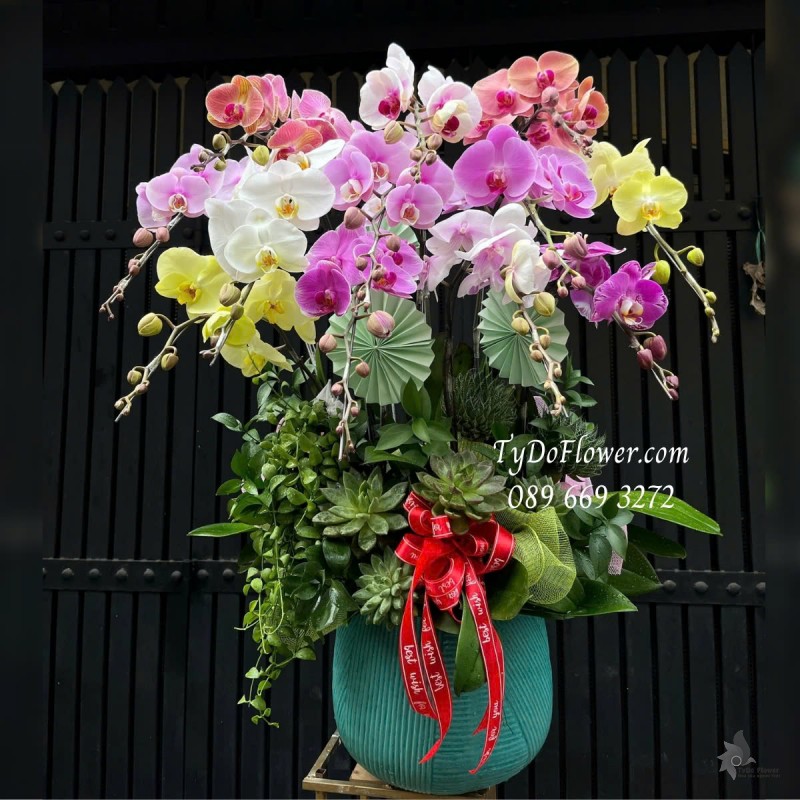 L012517 CHẬU 12 CÀNH LAN HỒ ĐIỆP NGŨ SẮC Hoa Chúc Mừng Thiết kế trang trí cây xanh tiểu cảnh, hoa sen đá