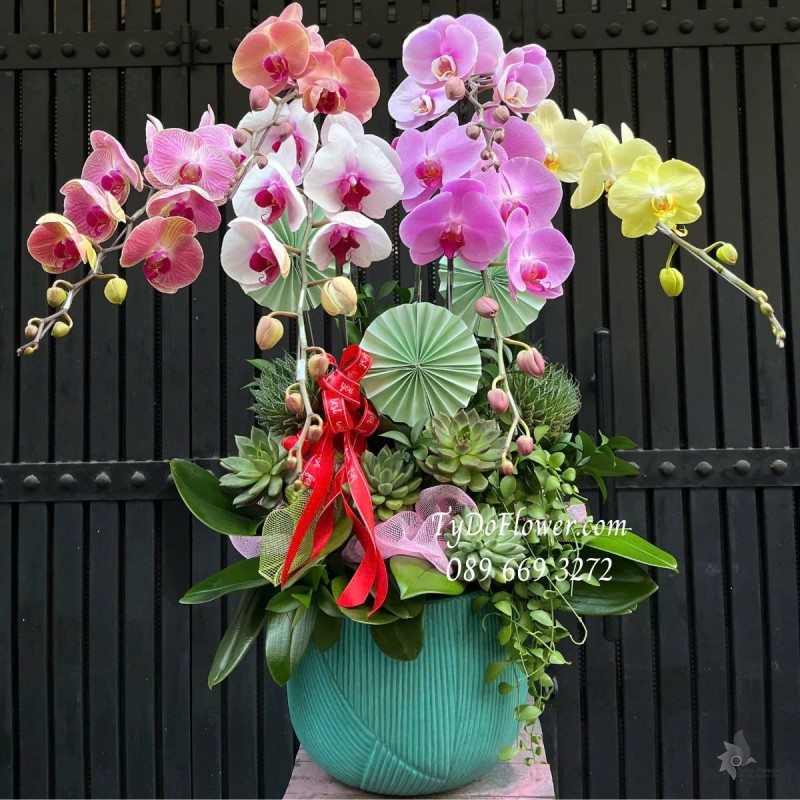 L012518 CHẬU 6 CÀNH LAN HỒ ĐIỆP ĐA SẮC Hoa Chúc Mừng Thiết kế trang trí cây xanh tiểu cảnh, hoa sen đá