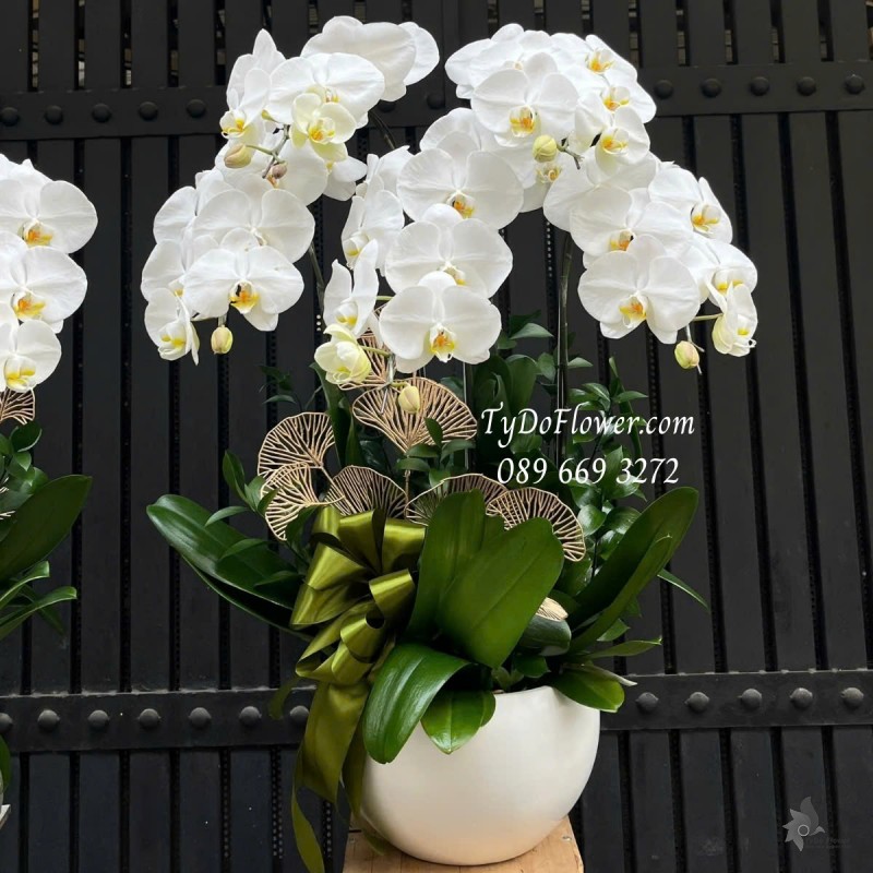 L012519 CHẬU 5 CÀNH LAN HỒ ĐIỆP TRẮNG Hoa Chúc Mừng Thiết kế trang trí phụ kiện sang trọng