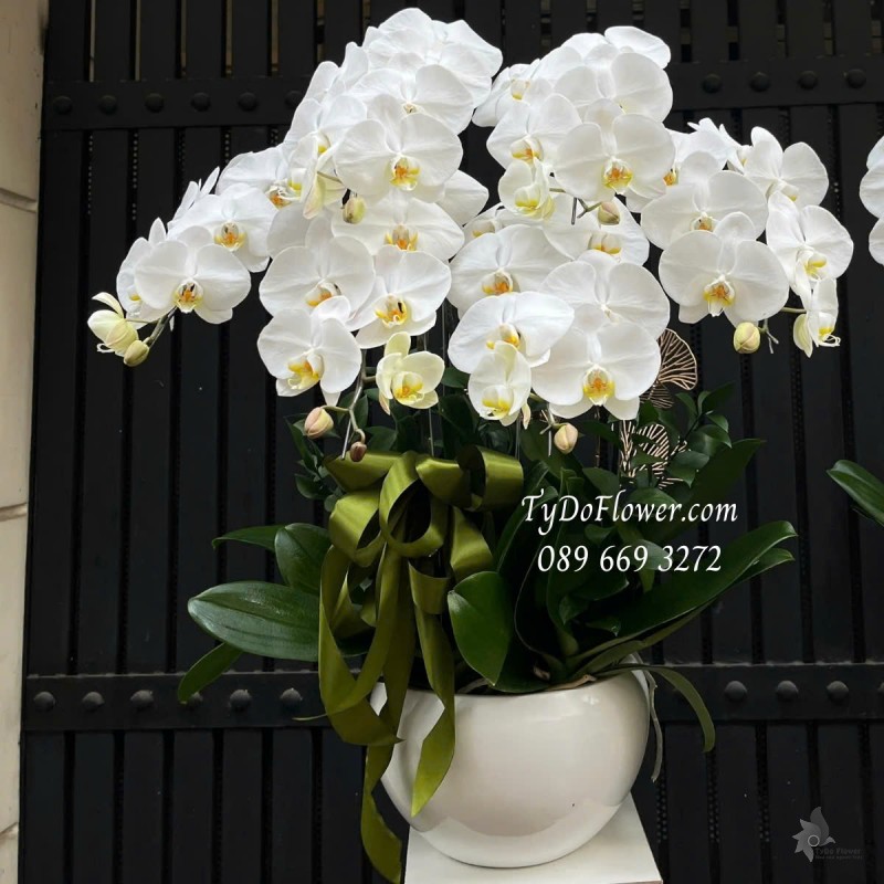 L012520 CHẬU 6 CÀNH LAN HỒ ĐIỆP TRẮNG Hoa Chúc Mừng Thiết kế trang trí phụ kiện sang trọng