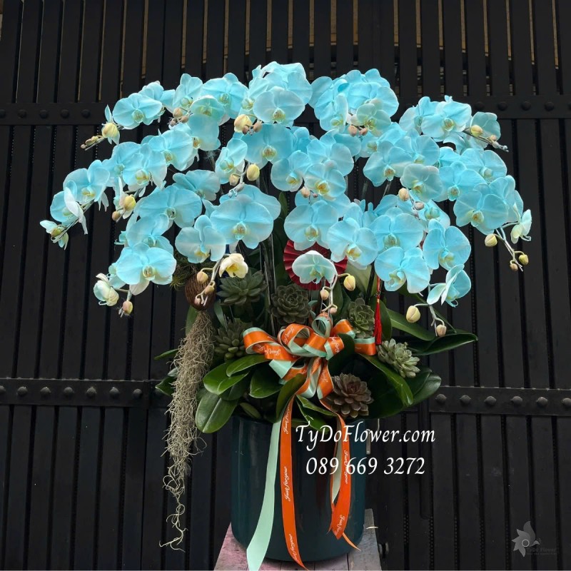 L012523 CHẬU 15 CÀNH LAN HỒ ĐIỆP XANH Hoa Chúc Mừng Thiết kế trang trí cây xanh tiểu cảnh, hoa sen đá