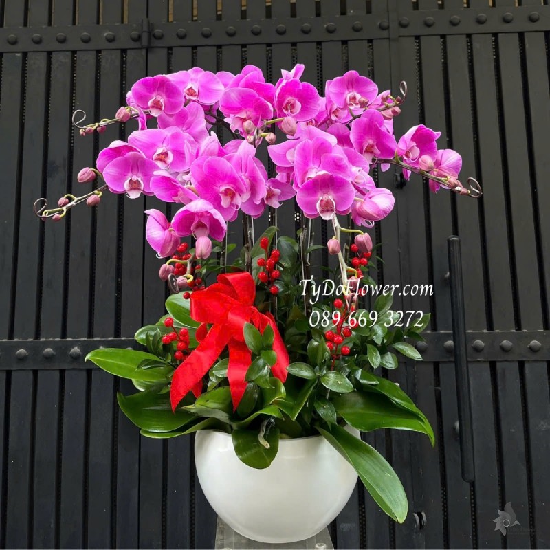 L012526 CHẬU 07 CÀNH LAN HỒ ĐIỆP HỒNG TÍM Hoa Chúc Mừng trang trí cơ bản