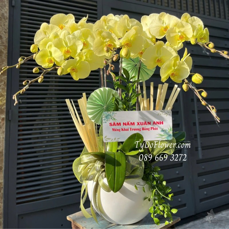 L012528 CHẬU 05 CÀNH LAN HỒ ĐIỆP VÀNG CHANH Hoa Chúc Mừng Khai Trương Hồng Phát trang trí phụ kiện và cây xanh tiểu cảnh