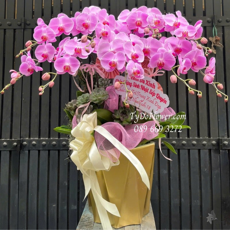 L012529 CHẬU 09 CÀNH LAN HỒ ĐIỆP HỒNG Hoa Chúc Mừng Sinh Nhật Sếp trang trí phụ kiện và hoa sen đá