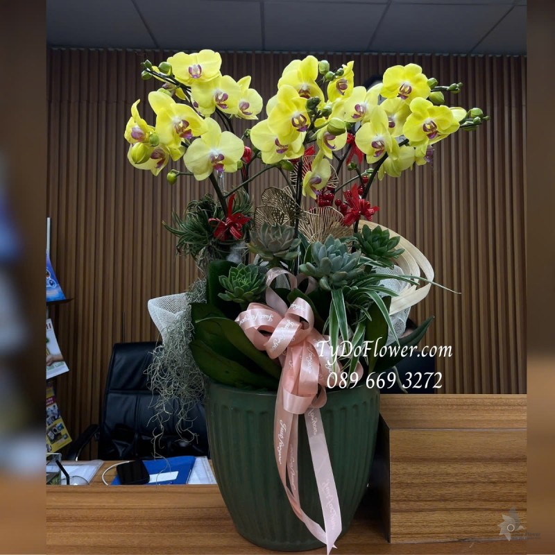 L012534 CHẬU 06 CÀNH LAN HỒ ĐIỆP VÀNG Hoa Chúc Mừng trang trí phụ kiện sang trọng, cây xanh tiểu cảnh, hoa sen đá
