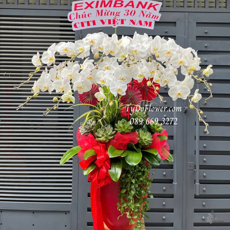 L0125163 CHẬU 12 CÀNH LAN HỒ ĐIỆP TRẮNG Hoa Chúc Mừng Ngày Thành Lập Thiết kế Hoa Sen Đá, Cây Xanh Tiểu Cảnh, Trang Trí Phụ Kiện Đỏ Cao Cấp