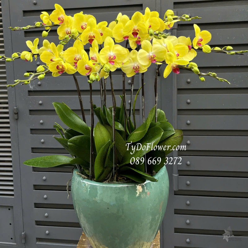 L0125164 CHẬU 09 CÀNH LAN HỒ ĐIỆP VÀNG Hoa Chúc Mừng