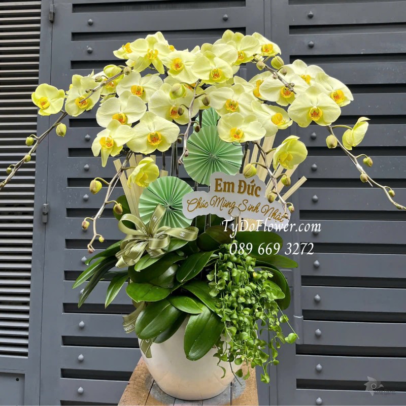 L0125165 CHẬU 07 CÀNH LAN HỒ ĐIỆP VÀNG CHANH Hoa Chúc Mừng Sinh Nhật Thiết kế Cây Xanh Tiểu Cảnh, Phụ Kiện Trang Trí Cao Cấp