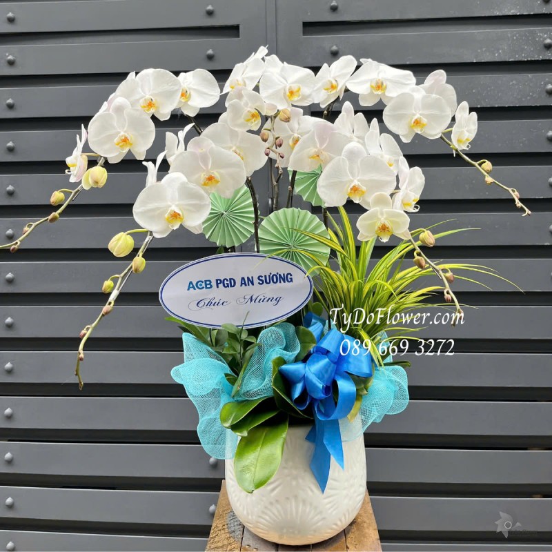 L0125166 CHẬU 05 CÀNH LAN HỒ ĐIỆP TRẮNG Hoa Chúc Mừng Thiết kế Cây Xanh Tiểu Cảnh, Phụ Kiện Trang Trí Quạt Giấy