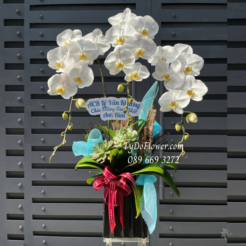 L0125171 CHẬU 03 CÀNH LAN HỒ ĐIỆP TRẮNG Hoa Chúc Mừng Sinh Nhật Thiết kế Hoa Sen Đá, Phụ Kiện Trang Trí Cao Cấp
