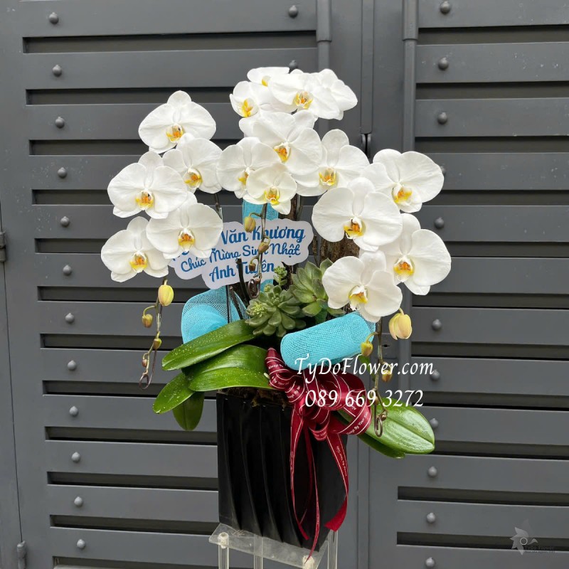 L0325188 CHẬU 03 CÀNH LAN HỒ ĐIỆP TRẮNG Hoa Chúc Mừng Sinh Nhật Thiết kế Hoa Sen Đá, Phụ Kiện Trang Trí Cao Cấp