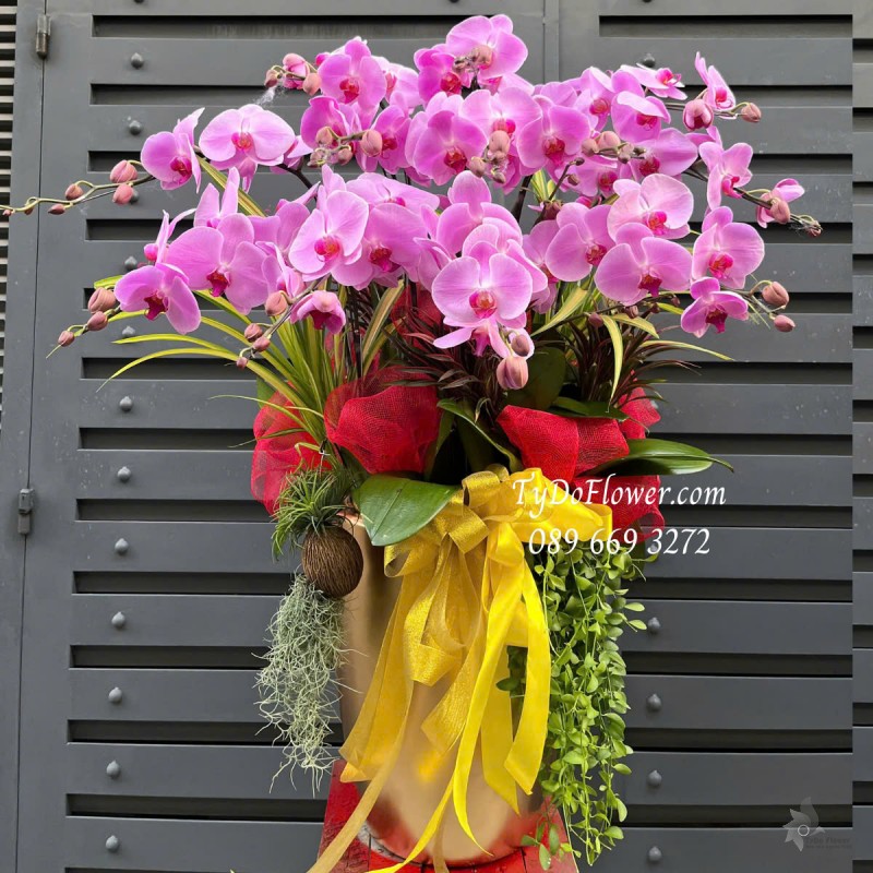 L0325190 CHẬU 12 CÀNH LAN HỒ ĐIỆP TÍM HỒNG Hoa Chúc Mừng Thiết kế Hoa Sen Đá, Cây Xanh Tiểu Cảnh, Trang Trí Phụ Kiện Cao Cấp