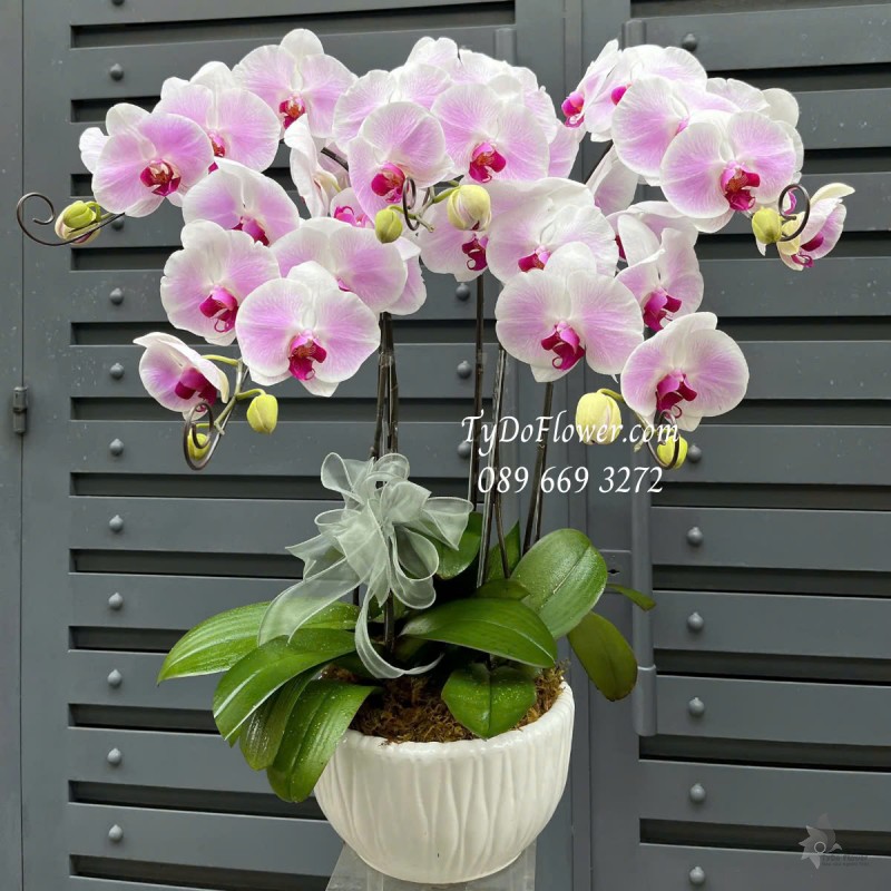 L0325191 CHẬU 05 CÀNH LAN HỒ ĐIỆP TRẮNG PHỚT TÍM Hoa Chúc Mừng Trang trí cơ bản