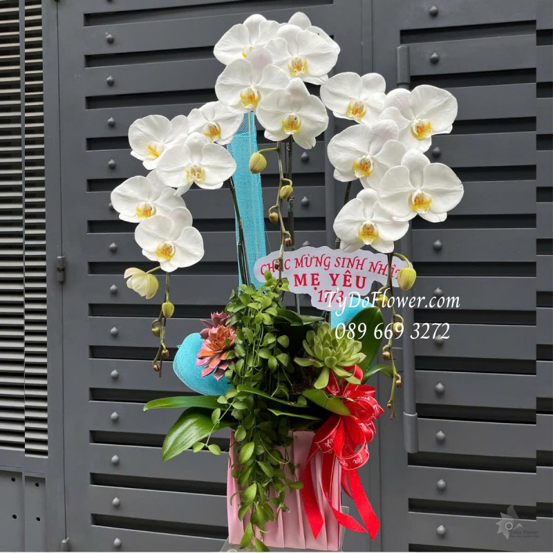 L0325256 CHẬU 03 CÀNH LAN HỒ ĐIỆP TRẮNG Hoa Chúc Mừng Sinh Nhật Mẹ Thiết kế Hoa Sen Đá, Phụ Kiện Trang Trí Cao Cấp