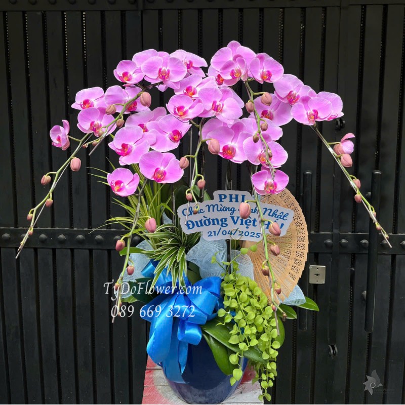 L0425341 CHẬU 07 CÀNH LAN HỒ ĐIỆP HỒNG Thiết kế Cây Xanh Tiểu Cảnh, Phụ Kiện Trang Trí Cao Cấp