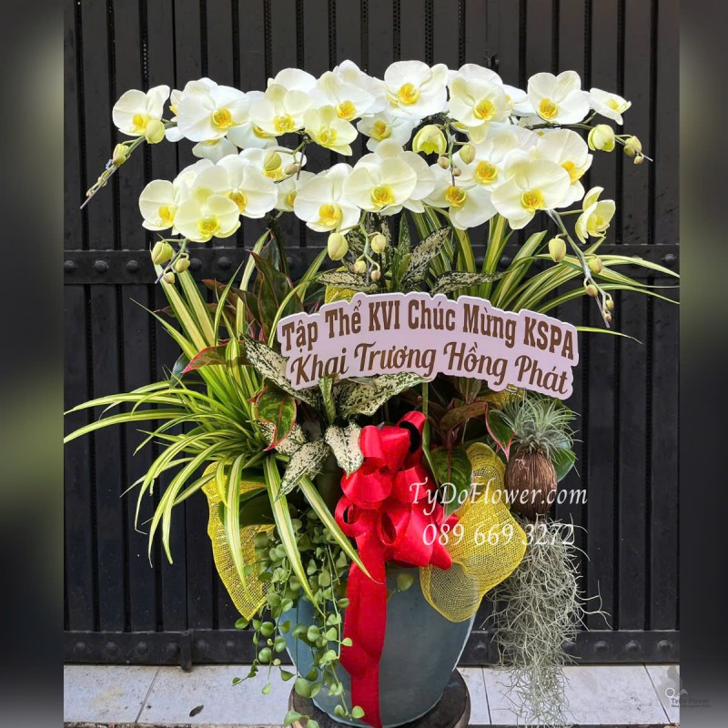 L0525368 CHẬU 7 CÀNH LAN HỒ ĐIỆP VÀNG CHANH XANH TÁO Hoa Chúc Mừng Khai Trương Hồng Phát Thiết kế Cây Xanh Tiểu Cảnh, Phụ Kiện Trang Trí Cao Cấp