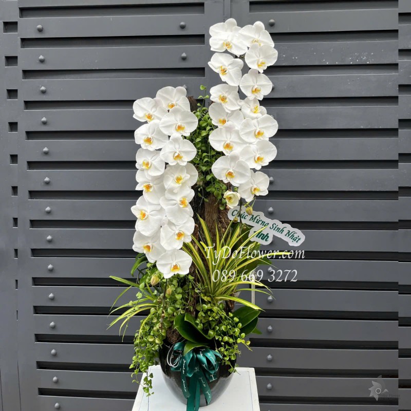 L0525416 CHẬU LAN HỒ ĐIỆP TRẮNG Hoa Chúc Mừng Sinh Nhật Thiết kế Cây Xanh Tiểu Cảnh, Phụ Kiện Trang Trí Cao Cấp