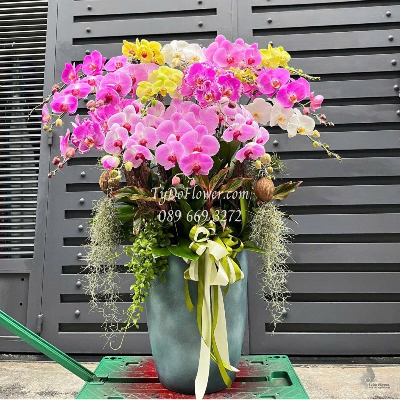 L0625477 CHẬU 16 CÀNH LAN HỒ ĐIỆP NGŨ SẮC Thiết kế cây xanh tiểu cảnh, phụ kiện trang trí cao cấp