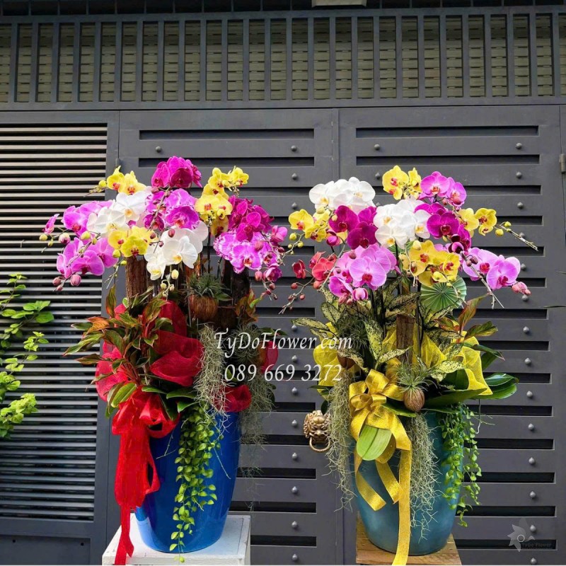 L0625489 MỘT CẶP CHẬU LAN HỒ ĐIỆP NGŨ SẮC 12 CÀNH Thiết kế cây xanh tiểu cảnh, phụ kiện trang trí cao cấp