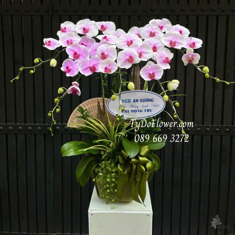 L0725511 CHẬU 5 CÀNH LAN HỒ ĐIỆP TRẮNG PHỚT HỒNG Thiết kế cây xanh tiểu cảnh, phụ kiện trang trí cao cấp