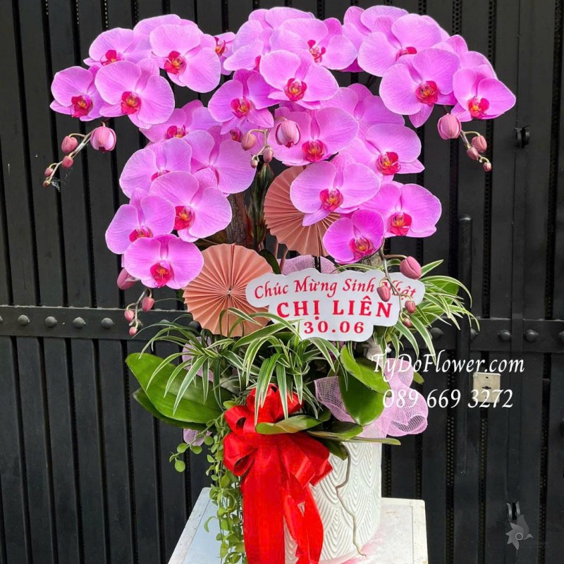 L0725516 CHẬU 05 CÀNH LAN HỒ ĐIỆP HỒNG Thiết kế cây xanh tiểu cảnh, phụ kiện trang trí cao cấp