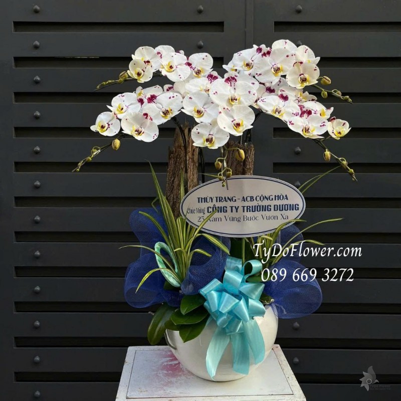 L0725517 CHẬU 5 CÀNH LAN HỒ ĐIỆP TRẮNG ĐỐM TÍM Thiết kế cây xanh tiểu cảnh, phụ kiện trang trí cao cấp