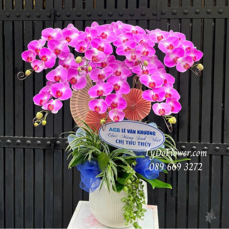 L07255158 CHẬU 07 CÀNH LAN HỒ ĐIỆP HỒNG Thiết kế cây xanh tiểu cảnh, phụ kiện trang trí cao cấp