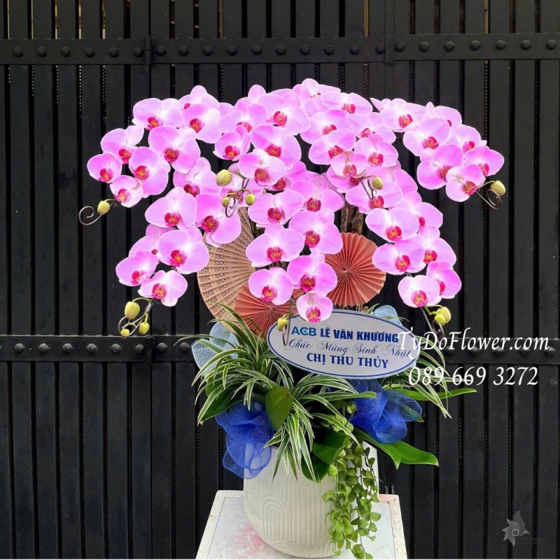 L07255159 CHẬU 07 CÀNH LAN HỒ ĐIỆP HỒNG Thiết kế cây xanh tiểu cảnh, phụ kiện trang trí cao cấp