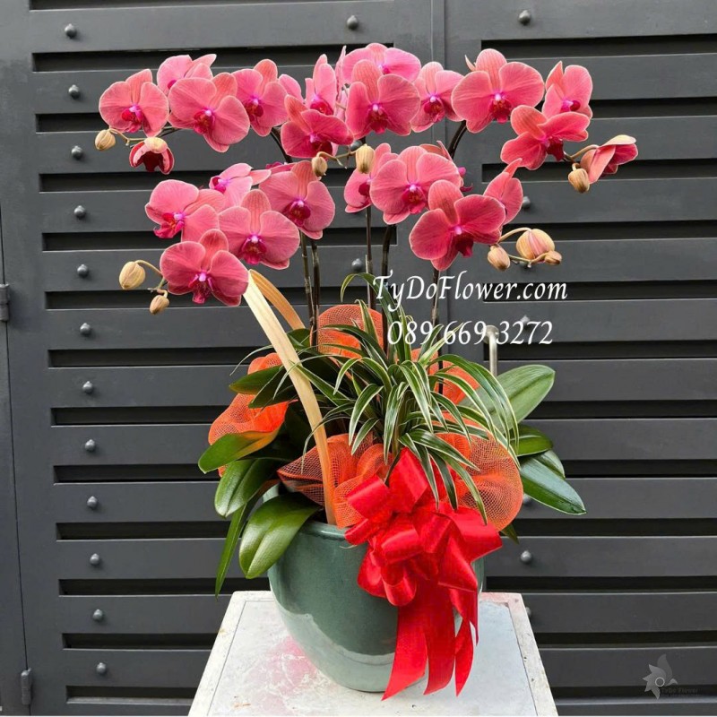 L07255160 CHẬU 05 CÀNH LAN HỒ ĐIỆP ĐỎ Thiết kế cây xanh tiểu cảnh