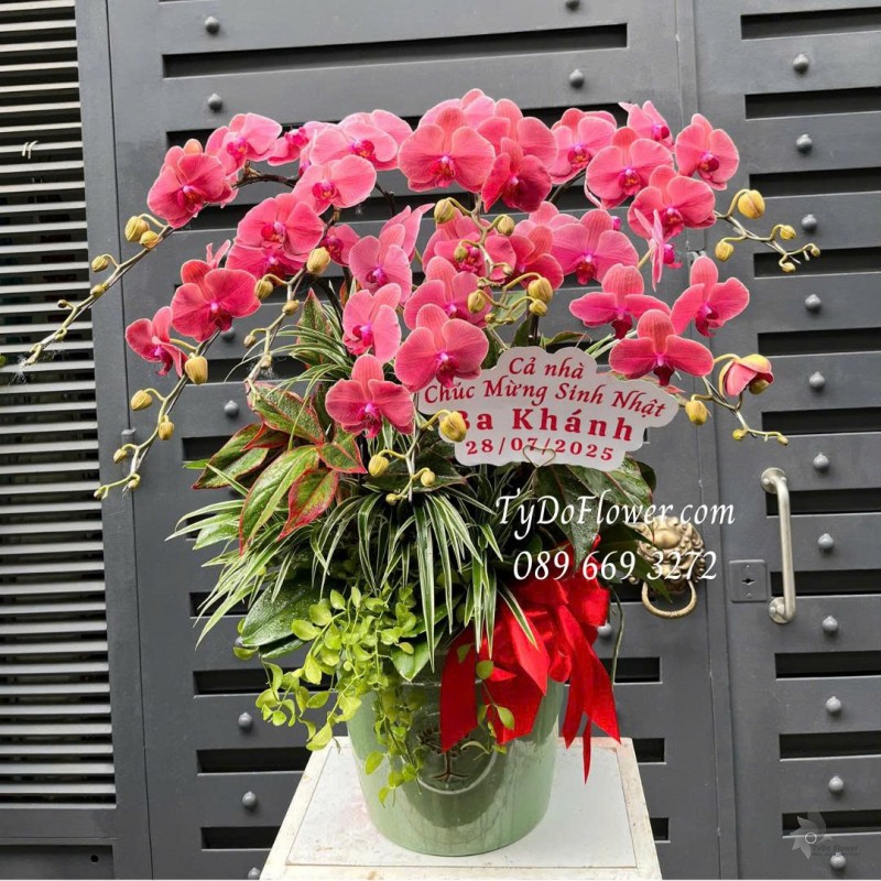 L0825593 CHẬU 07 CÀNH LAN HỒ ĐIỆP ĐỎ Thiết kế cây xanh tiểu cảnh