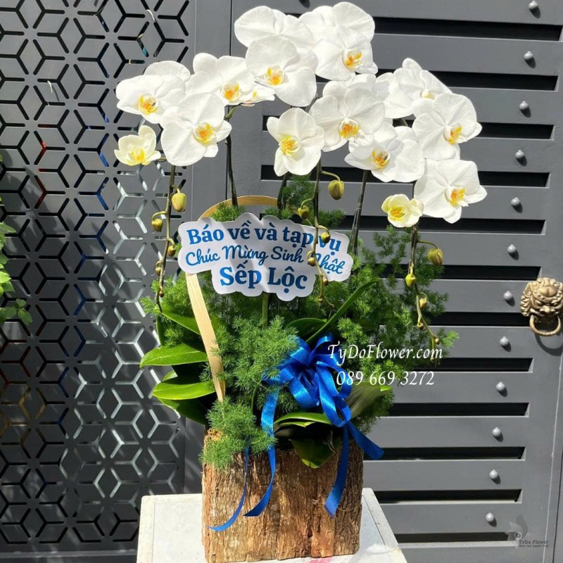 L0825595 CHẬU 03 CÀNH LAN HỒ ĐIỆP TRẮNG Thiết kế cây xanh tiểu cảnh