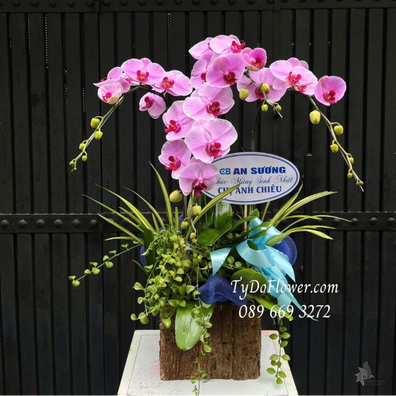 L0825597 CHẬU 03 CÀNH LAN HỒ ĐIỆP HỒNG Thiết kế cây xanh tiểu cảnh