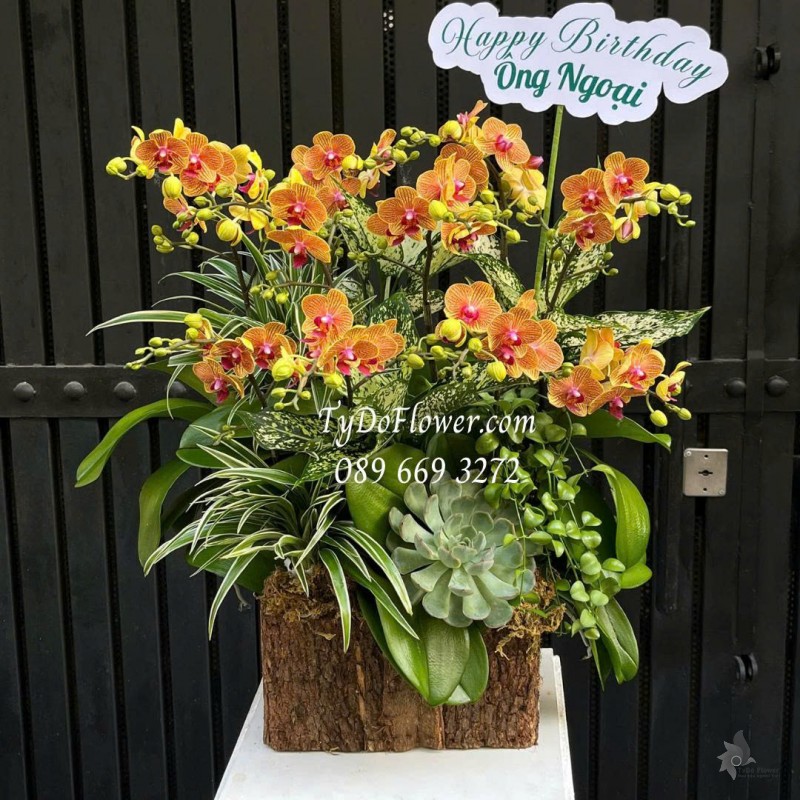 L0825598 CHẬU LAN HỒ ĐIỆP MINI CAM Thiết kế cây xanh tiểu cảnh