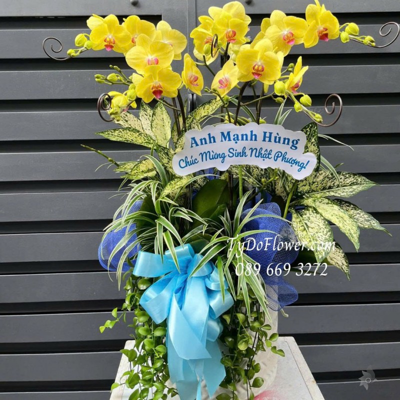 L0825599 CHẬU 05 CÀNH LAN HỒ ĐIỆP VÀNG Thiết kế cây xanh tiểu cảnh