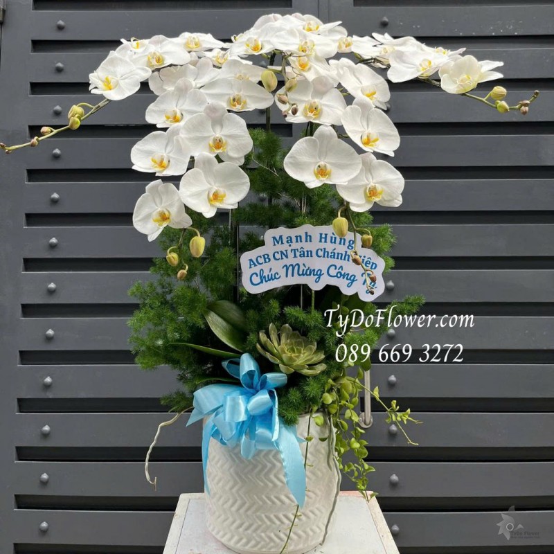 L0825600 CHẬU 05 CÀNH LAN HỒ ĐIỆP TRẮNG Thiết kế cây xanh tiểu cảnh